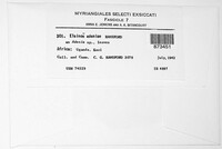 Elsinoe adeniae image